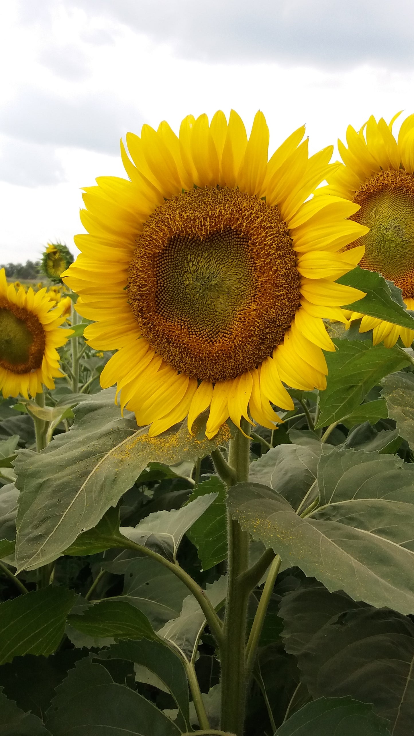 Sunflower Bowl