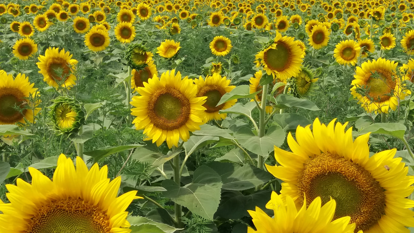 Sunflower Bowl